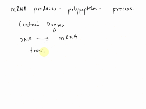 what-is-the-process-by-which-polypeptide-molecules-are-made-from-an-mrna-39568