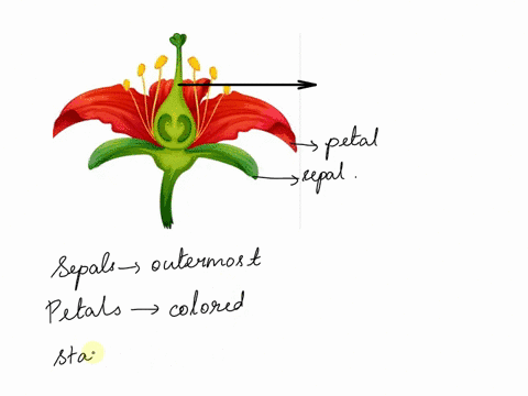 name-the-structure-that-the-arrow-points-to-flower-a-petal-b-sepal-c-anther-d-style-35915