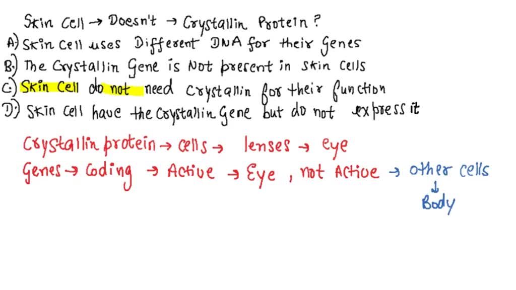 SOLVED Why doesn't a skin cell make crystallin protein? Select all