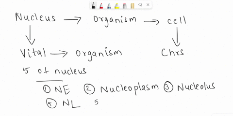 describe-the-main-structural-components-of-a-nucleus-50147