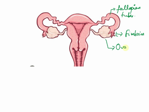 be-able-to-identifydraw-the-following-female-reproductive-structures-ovary-fimbriae-uterine-tubes-uterus-myometrium-endometrium-cervix-vagina-ovarian-ligament-broad-ligament-round-ligament-c-04784
