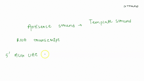 a-double-stranded-dna-molecule-with-the-sequence-shown-here-produces-a-polypeptide-that-is-five-amino-acids-long-remember-that-mrna-transcripts-begin-with-an-aug-tac-atg-atc-att-tca-cgg-aat-94337