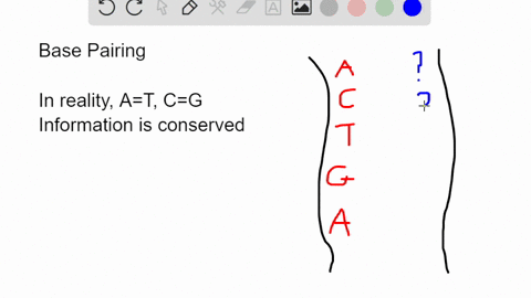 what-would-happen-if-adenine-a-could-pair-with-all-three-other-dna-bases-cytosine-c-guanine-g-and-thymine-t-what-would-the-implications-for-dna-replication-and-structure-be-97771