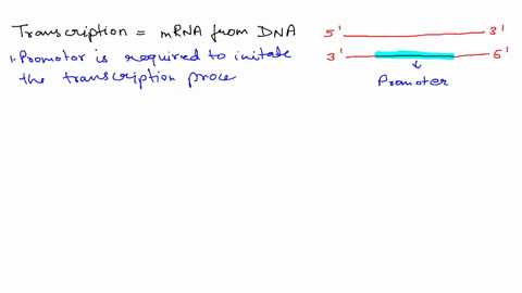 which-of-the-following-is-not-involved-in-the-formation-of-a-eukaryotic-transcription-initiation-complex-a-tata-box-b-transcription-factors-c-snrna-d-promoter-35626