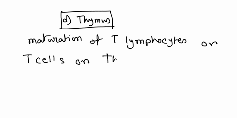 t-cells-mature-in-the-a-bone-marrow-b-lymph-glands-c-lymph-nodes-d-thymus-27944