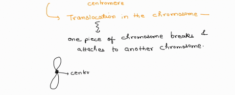 a-chromosome-has-the-following-segments-where-represents-the-centromere-a-b-c-d-e-f-which-of-the-following-chromosomes-listed-below-represents-a-translocation-a-a-b-ef-b-a-b-c-d-y-z-c-a-b-cb-31796