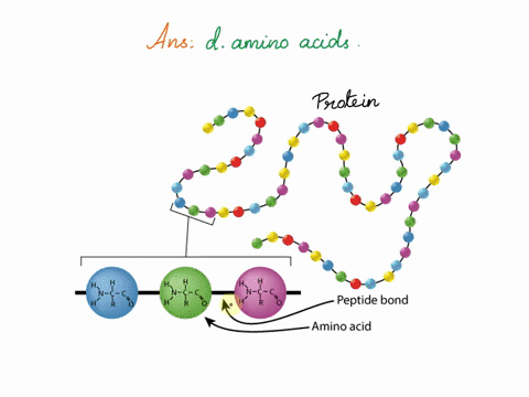 what-molecule-form-proteins-when-linked-together-with-covalent-bonds-a-nucleotide-b-disaccharides-c-fatty-acids-d-amino-acids-65285