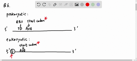 please-answer-the-questin-056-suppose-you-inject-a-molecule-of-mrna-consisting-only-of-several-hundred-a-adenosine-nucleotides-into-a-cell-would-this-mrna-be-translated-why-or-why-not-no-bec-64023