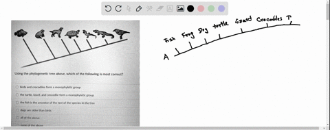 using-the-phylogenetic-tree-above-which-of-the-following-is-most-correct-birds-and-crocodiles-form-3-monophyletic-group-the-turtle-lizard-and-crocodile-form-a-monophyletic-group-the-fish-is-58273