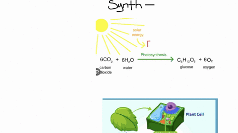 what-is-photosynthesis-8