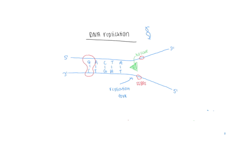 a_drawing-1-using-nucleotides-make-a-single-stranded-dna-molecule-of-any-sequence-30-nucleotides-long-use-an-equal-number-of-ac-g-and-ts_-each-nucleotide-should-be-their-own-color-and-have-a-13022