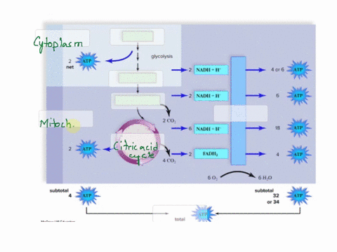 label-the-image-below-to-summarizes-the-processes-of-cellular-respiration-and-how-cell-is-able-to-generate-atp-cytoplasm-glucose-glycolysis-atp-net-36-to-38-nadh-or-6-nadii-acetyl-coa-2-c01-38819