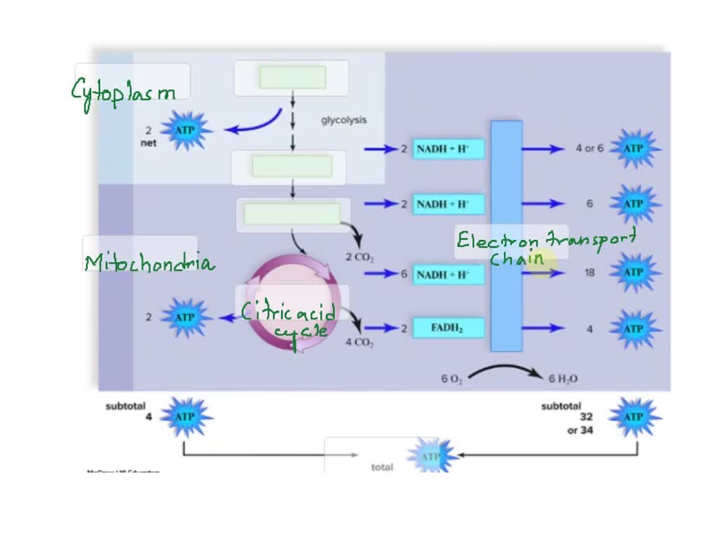 SOLVED Label the image below to summarizes the processes of cellular