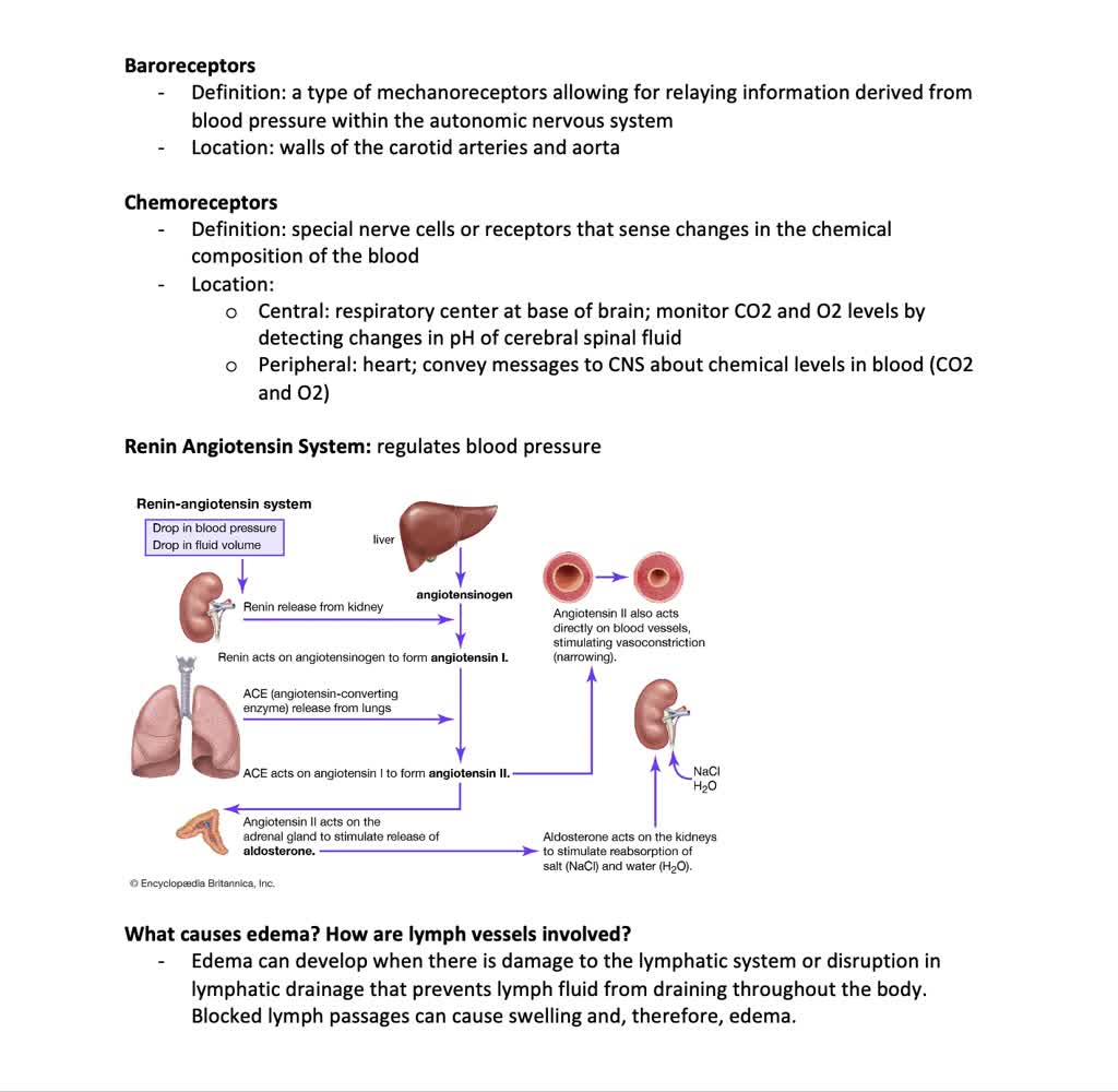 SOLVED: What are baroreceptors? Chemoreceptors? what is the renin ...