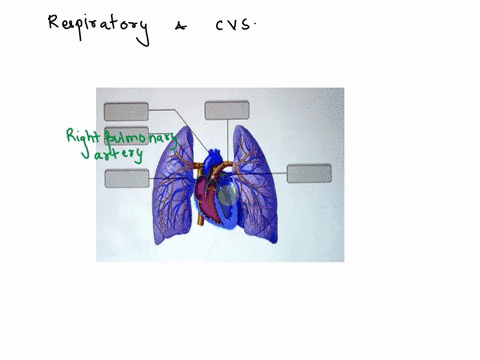 part-a-drag-the-appropriate-labels-to-their-respective-targets-reset-help-right-puimonary-artery-aortic-arch-pulmonary-veins-pulmonary-trunk-left-puimonary-artery-submit-bequest-answer-13958