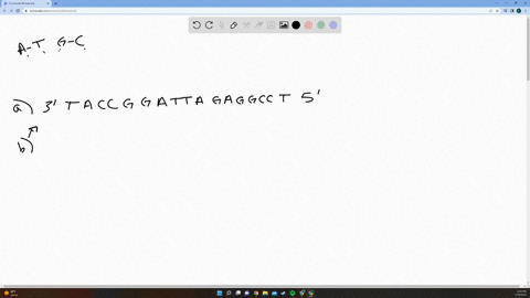 1-the-segment-of-dna-below-represents-a-template-strand-of-dna-construct-the-new-complementary-strand-of-dna-and-label-the-new-strand-5-and-3-ends-5-a-t-g-g-c-c-t-a-a-t-c-t-c-c-g-g-a-3-point-23105
