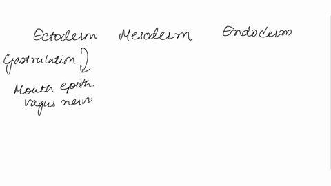 classify-cach-adult-structure-based-on-the-embryonic-germ-layer-from-which-it-is-formed-endoderm-mesoderm-ectoderm-answer-bank-rih-bonc-vagus-nerve-ihe-stomach-cpithelium-of-the-mouth-finger-98236