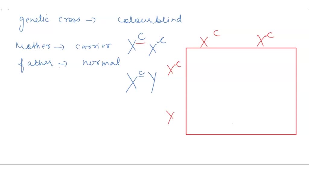 Solved Amoeba Sisters Video Recap Sex Linked Traits Sex Linked Punnett Square Practice Bob Is 9834