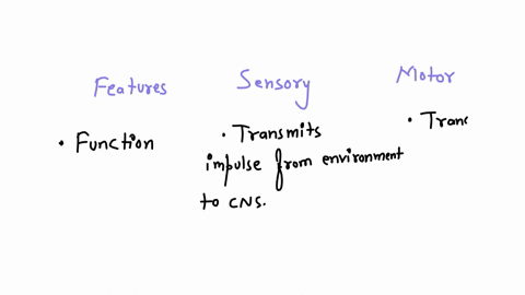 sensory-neuron-vs-motor-neuron