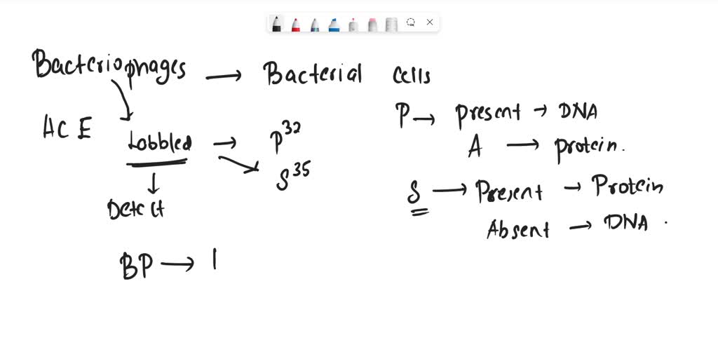 in the hershey and chase experiment radioactively labeled quizlet