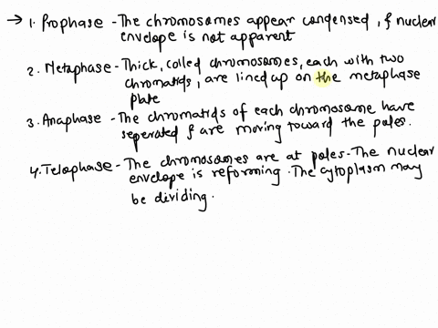 what-are-the-4-stages-of-mitosis-and-what-does-each-stage-do-86559