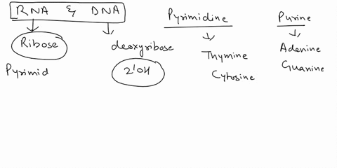 what-do-rna-and-dna-have-in-common-a-both-contain-four-different-nucleotides-b-both-are-usually-doub-68359