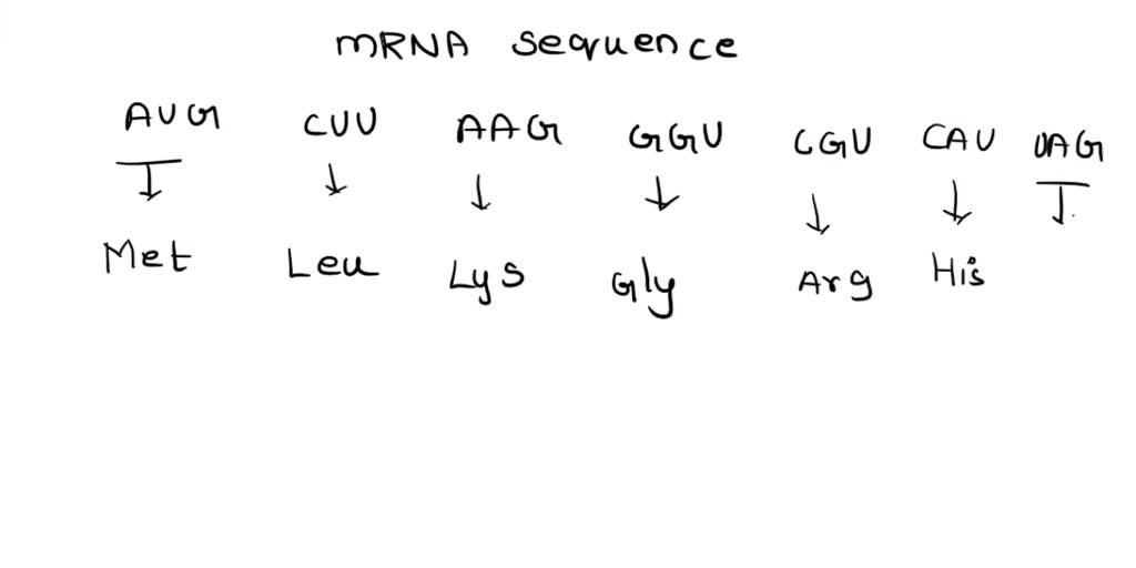 Translate The Following Mrna Sequence