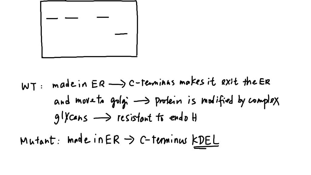 SOLVED: PIP2 is converted to PIP3 in cells activated by transmitter ...