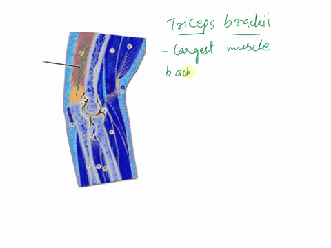 which-muscle-is-highlighted-teres-major-o-triceps-brachii-o-brachioradialis-o-biceps-brachii-36752