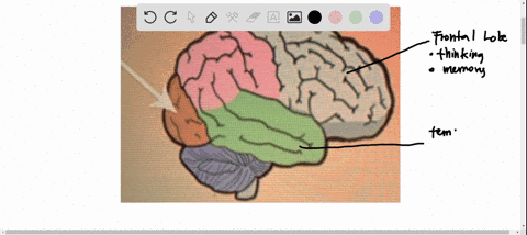 3-what-part-of-the-brain-is-highlighted-in-the-diagram-below-4-points-frontal-lobe-occipital-lobe-temporal-lobe-parietal-lobe-in-the-diagram-below-4-points-of-the-brain-is-highlighted-what-p-00903