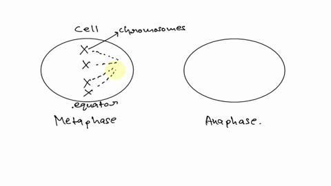12-what-is-the-difference-between-haploid-cell-and-a-diploid-cell-13-in-2-3-sentences-explain-what-are-salient-features-of-prophase-prometaphase-melaphase-anaphase-telophase-draw-the-positio-15172