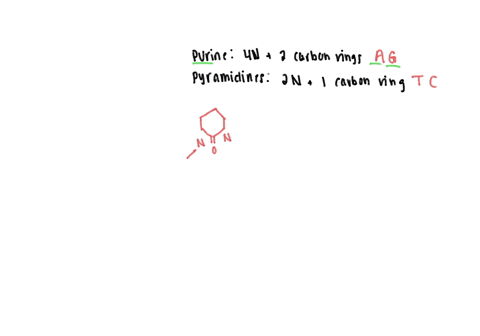 analyze-purine-and-pyrimidine-base-pairing-by-creating-a-diagram-of-bonding-between-the-bases-a-t-and-g-c-label-the-hydrogen-bonds-adenine-thymine-guanine-cytosine-73997