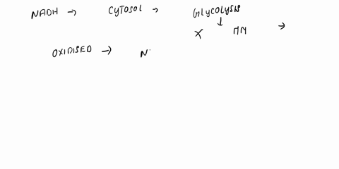 the-nadh-created-in-the-cytosol-during-glycolysis-must-enter-the-mitochondrial-matrix-in-order-for-the-electrons-to-be-donated-to-the-electron-transport-chain-describe-the-2-ways-cytosolic-n-93362