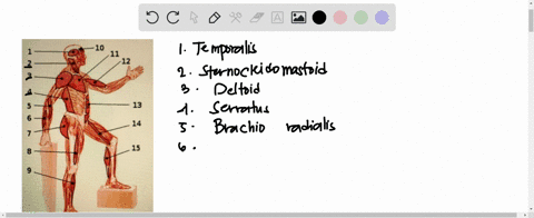 choose-external-oblique-sartorius-temporalis-biceps-brachii-gluteus-maximus-rectus-abdominis-deltoid-gastrocnemius-serratus-sternocleidomastoid-frontalis-vastus-lateralis-pectoralis-major-ti-28294