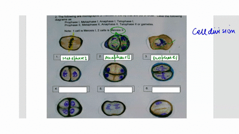 2-the-following-are-micrographs-of-meiosis-in-the-lily-that-are-out-of-order-label-the-following-diagrams-as-prophase-metaphase-anaphase-telophase-prophase-il-metaphase-ii-anaphase-il-teloph-27763