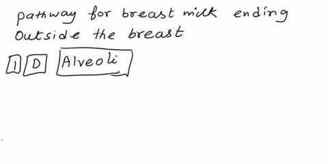 number-the-pathway-for-breast-milkending-outside-the-breast-a-nipple-v2-blactiferous-sinus-v3-clactiferous-ducts-dalveoli-v-5-elobules-flobes-04445
