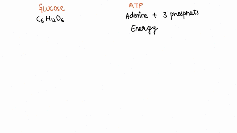 how-do-glucose-and-atp-energy-differ-33067