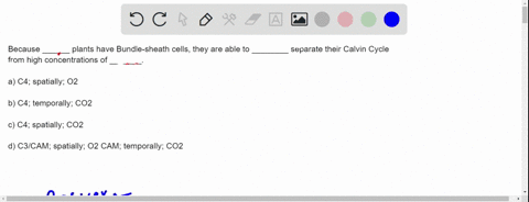 because-______-plants-have-bundle-sheath-cells-they-are-able-to-________-separate-their-calvin-cycle-from-high-concentrations-of-_______-a-c4-spatially-o2-b-c4-temporally-co2-c-c4-spatially-53698