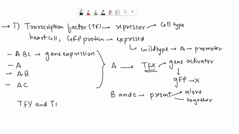 name-ums-number-circle-one-210-or-212-page-6-of-7-6-you-are-interested-in-understanding-the-gene-regulation-of-a-protein-called-sfil-that-is-normally-produced-in-lung-and-heart-cells-in-mice-16537