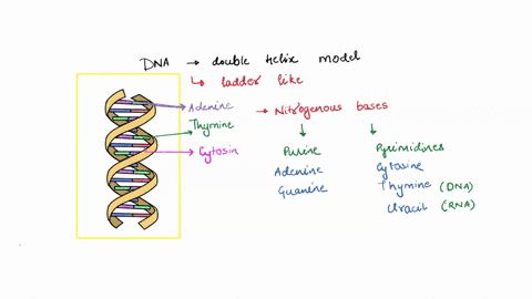 the-double-helix-model-of-dna-resembles-a-twisted-ladder-in-which-the-rungs-of-the-ladder-are-a-a-pu-81857