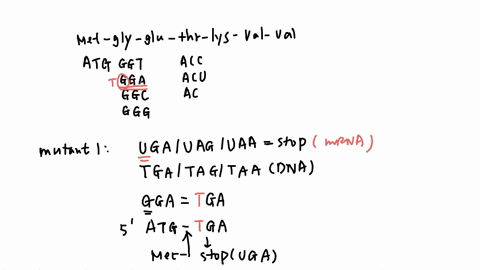 shown-below-are-the-amino-acid-sequences-of-the-wild-type-and-mutant-forms-of-short-protein-from-e-coli-change-in-the-dna-sequence-of-the-gene-has-occurred-in-each-of-the-mutants-it-could-be-22945
