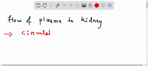 which-system-is-mainly-responsible-for-the-transport-of-plasma-to-the-kidneys-87077