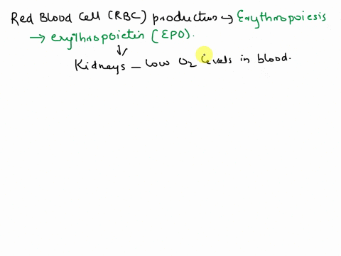 how-is-red-blood-cell-production-controlled-35714