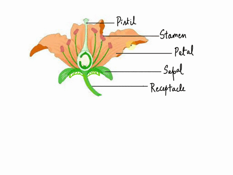 match-the-following-parts-of-a-flower-with-their-descriptions-1-pistil-connects-the-stem-to-the-flower-2-stamen-5-the-most-colorful-parts-of-the-flower-3-sepal-1-divided-into-three-parts-sti-37503
