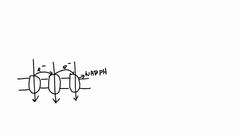 drag-each-tile-to-the-correct-box-order-the-steps-through-which-atp-synthesis-occurs-during-the-light-dependent-reactions-of-photosynthesis-in-plants-hydrogen-ions-diffuse-across-the-thylako-25751