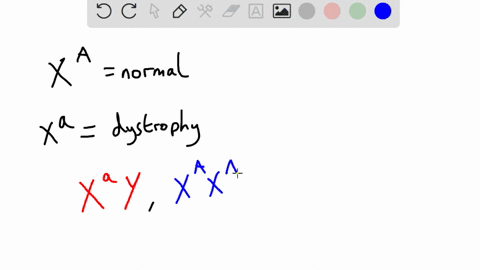 muscular-dystrophy-is-due-to-an-x-linked-recessive-allele-on-the-x-chromosome-a-man-has-muscular-dystrophy-he-marries-a-woman-who-does-not-have-muscular-dystrophy-and-is-homozygous-what-is-t-50623