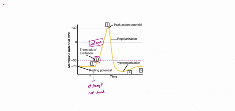 the-release-of-potassium-ions-from-the-inside-of-a-resting-neuron-would-cause-repolarization-of-the-membrane-hyperpolarization-of-the-membrane-depolarization-of-the-membrane-resting-potentia-48626