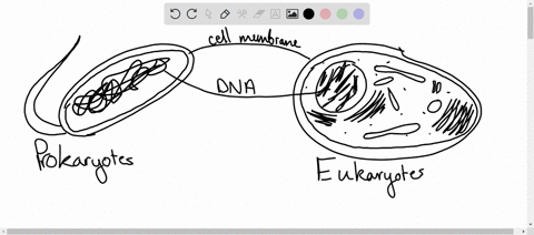 structure-of-the-bacterial-cell-identify-parts-the-cell-from-drawing-describe-function-of-each-part-describe-chemical-composition-each-part-2-describelexplain-the-chemical-structure-of-murei-97554