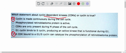 which-statement-about-cyclin-dependent-kinases-cdks-or-cyclin-is-true-cyclin-is-made-continuously-during-the-cell-cycle-phosphorylated-retinoblastoma-protein-is-active-cdks-are-only-present-48242