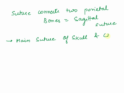 need-help-with-this-multiple-choice-question-01pts-question-13-the-suture-that-connects-the-two-parietal-bones-together-is-the-coronal-lambdoid-the-lambdoid-suture-separates-the-parietal-bon-03706